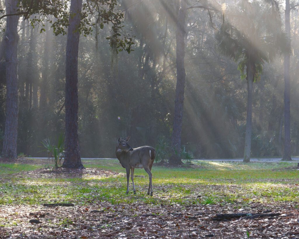 Photo of a deer standing in a park near the wood line during the day