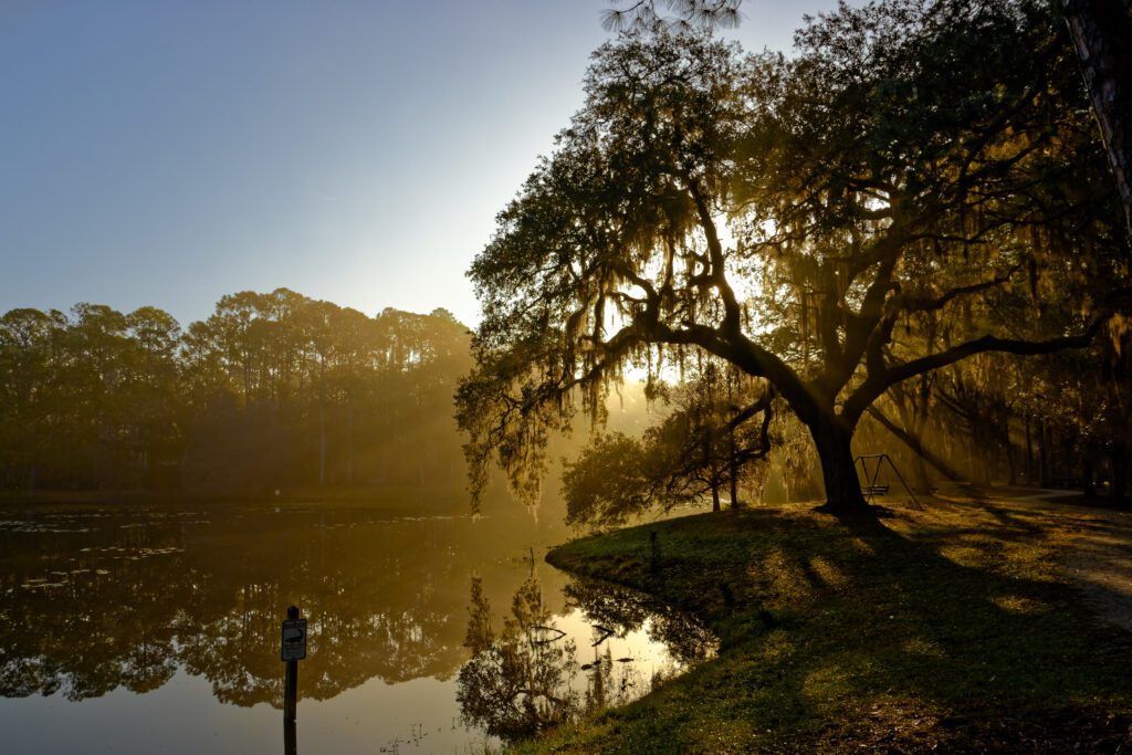 A photo of trees along the lakshore