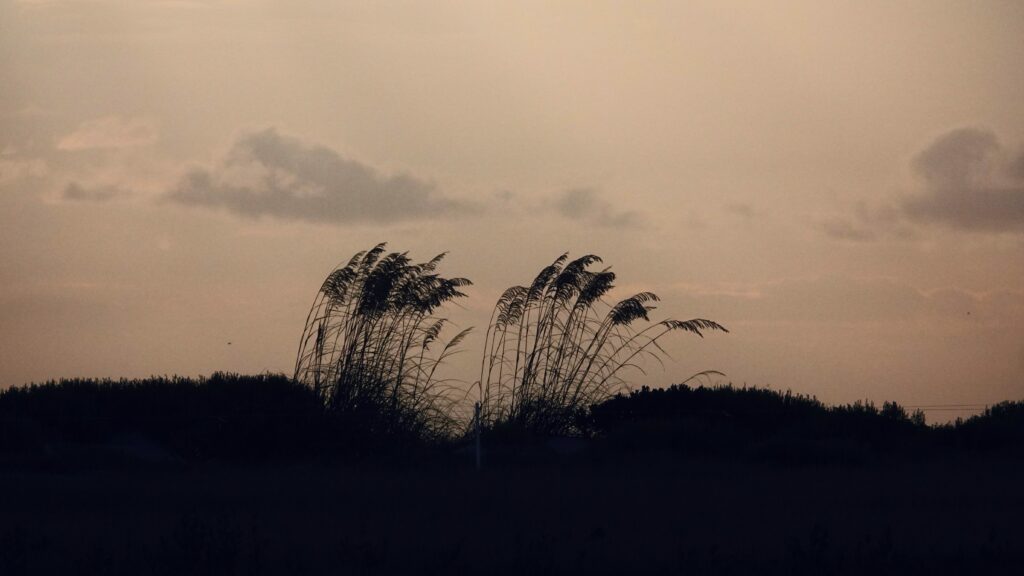 Photo of sea oats