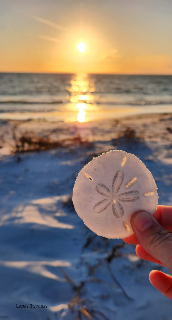 Photo of a person's hand holding a sand dollar with the beach and sun in the background