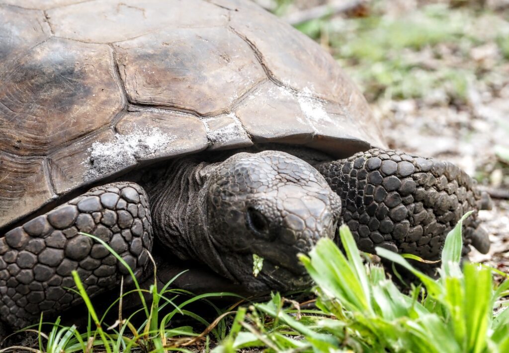 Photo of a turtle at a park eating grass