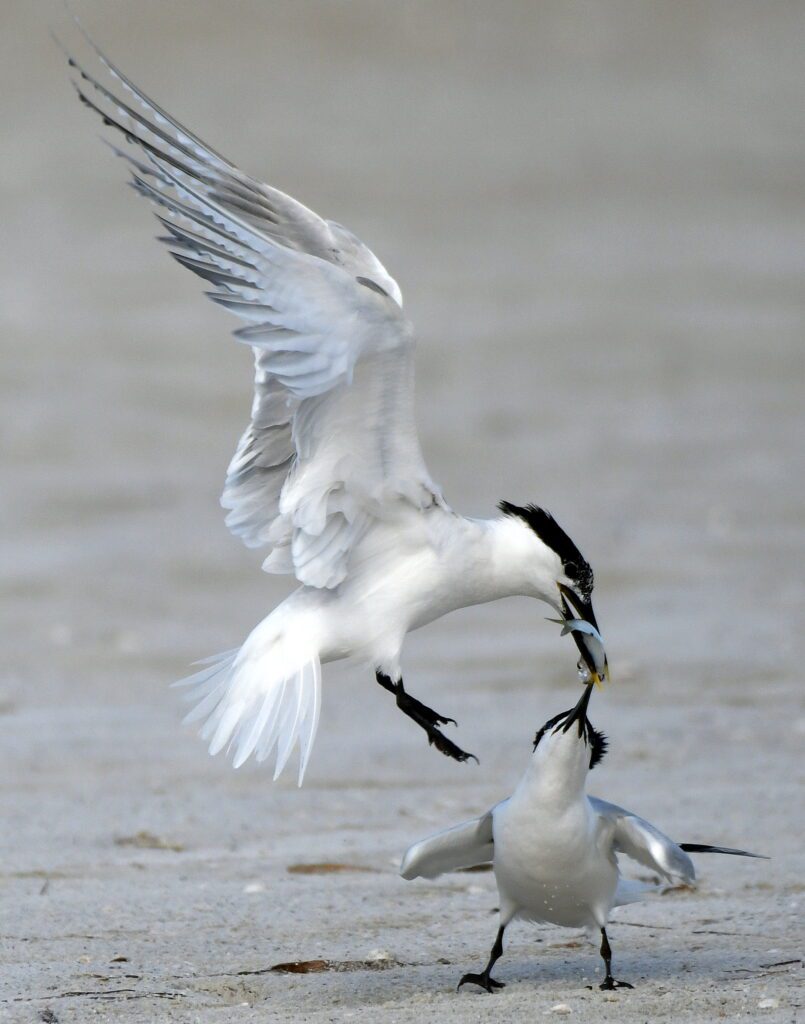 Photo of two birds on the beach fighting over a piece of food