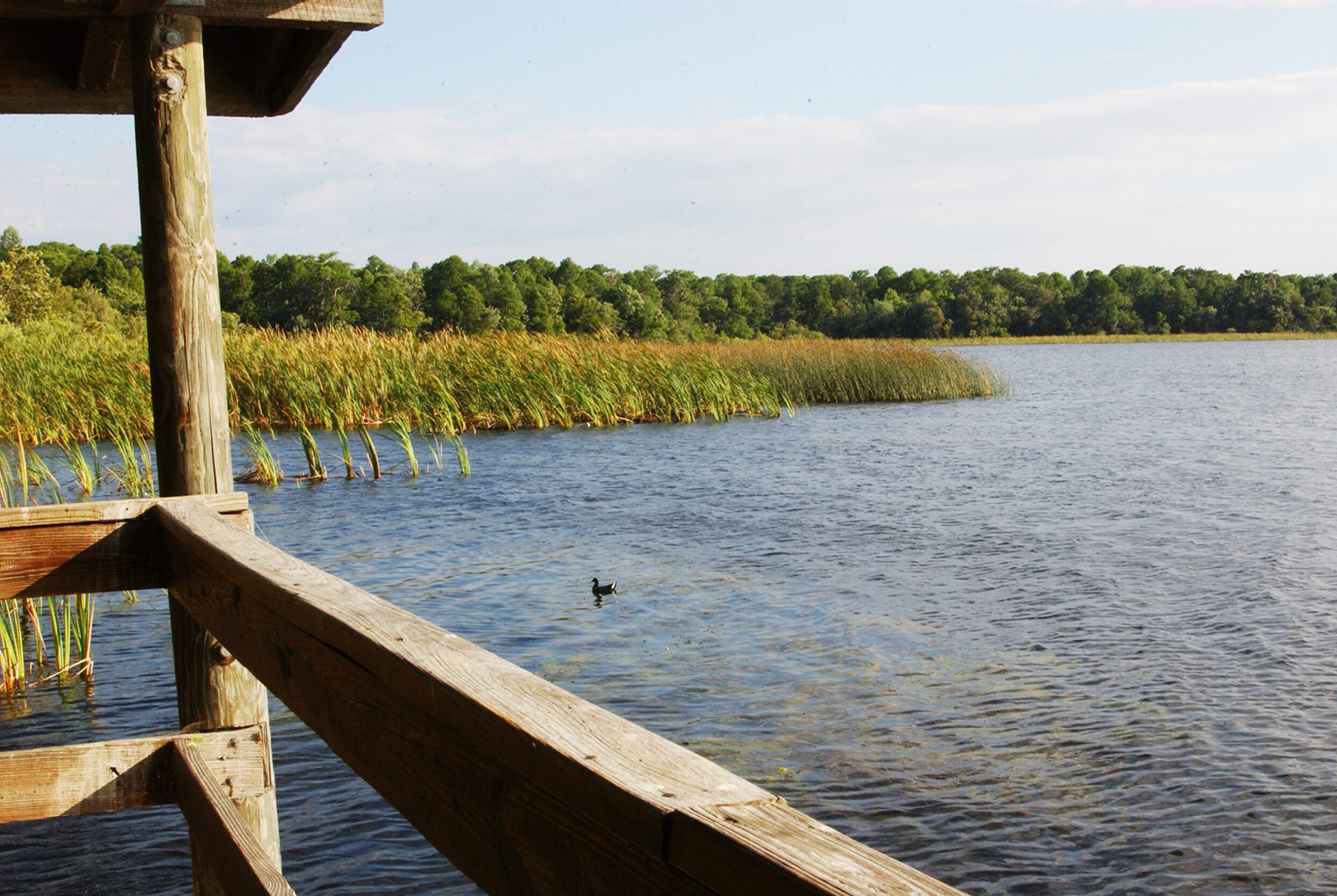 view of Lake Tarpon at John Chesnut, Senior park