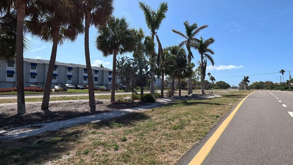 palm trees in the median in Tierra Verde