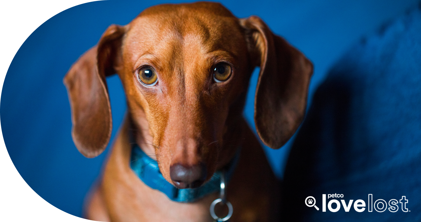 A sad-eyed dachshund, illustrating the need to report a found pet.