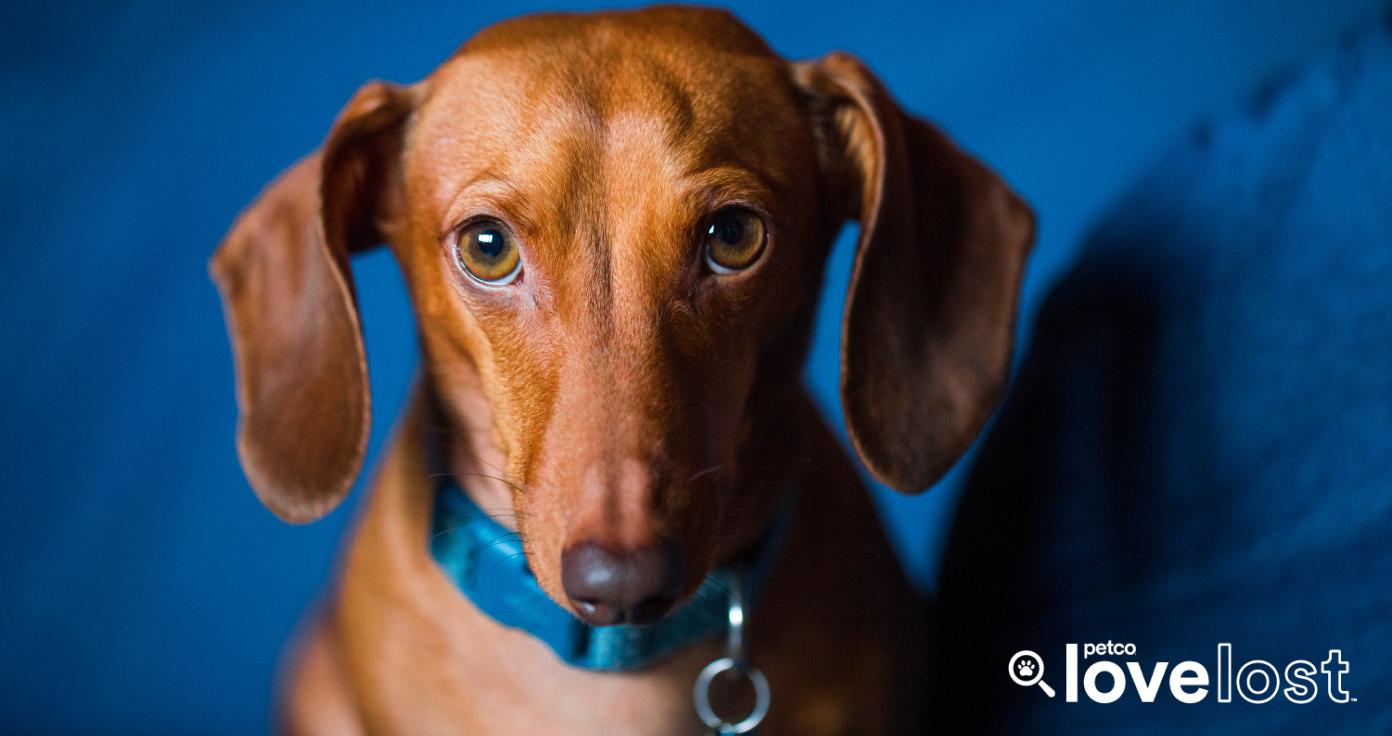 A sad-eyed dachshund, illustrating the need to report a found pet.