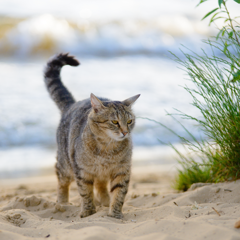 Cat walking on the beach, representing a found cat in your community.