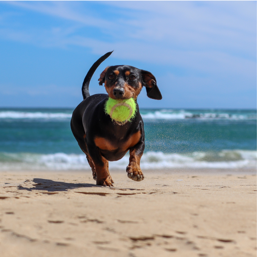 Dachshund running with a tennis ball, representing a found dog in your community.