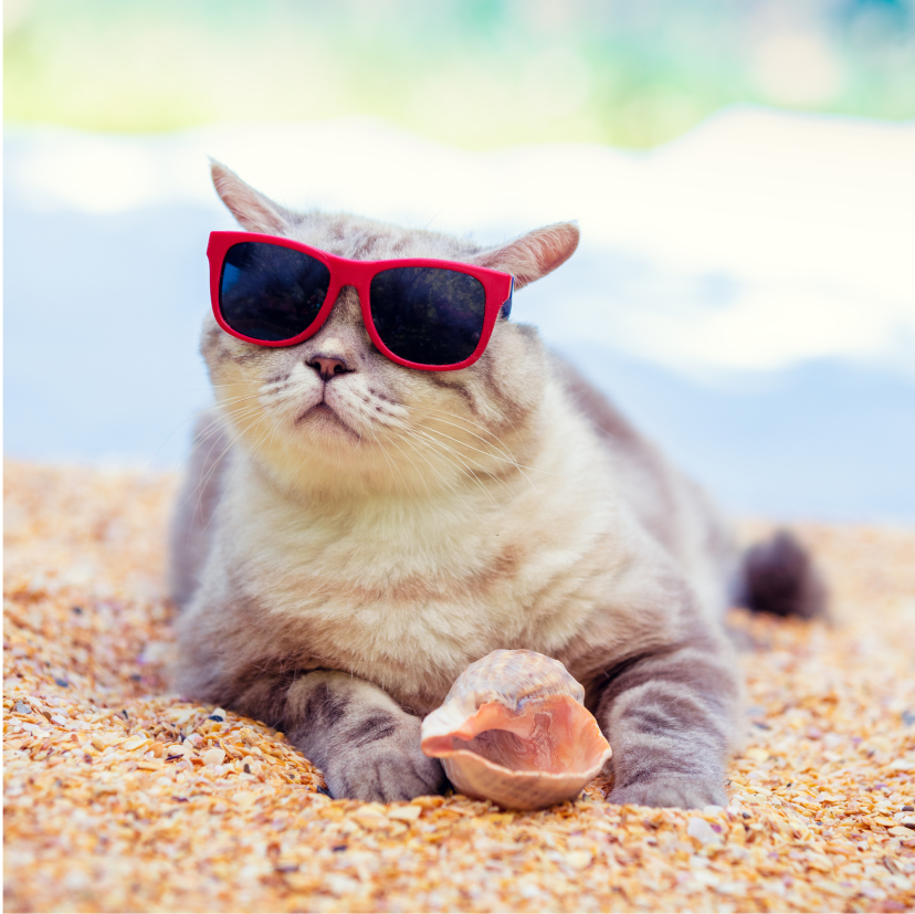 Cat relaxing on the beach, representing a found cat in a shelter.