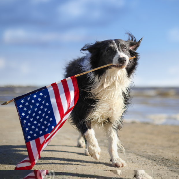Border Collie dog, representing a found dog in a shelter.