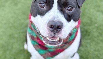 A black and white dog smiling at the camera with a red and green bandana hanging from its neck.