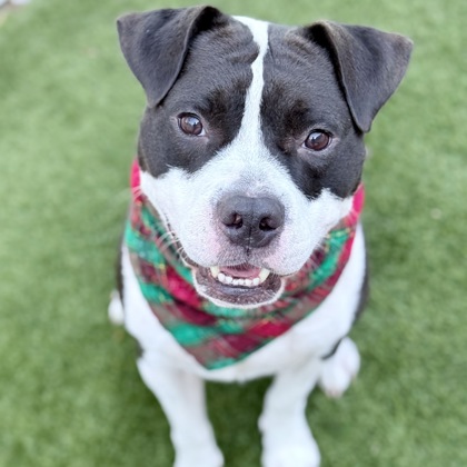 A black and white dog smiling at the camera with a red and green bandana hanging from its neck.