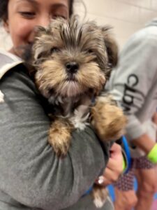 Girl holds cute dog.