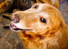 Golden Retriever Meg looking up at camera