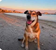 Brown and white senior dog named Remmy sitting on a beach