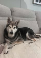 White and black senior dog named Ziggy laying on a couch in his new home