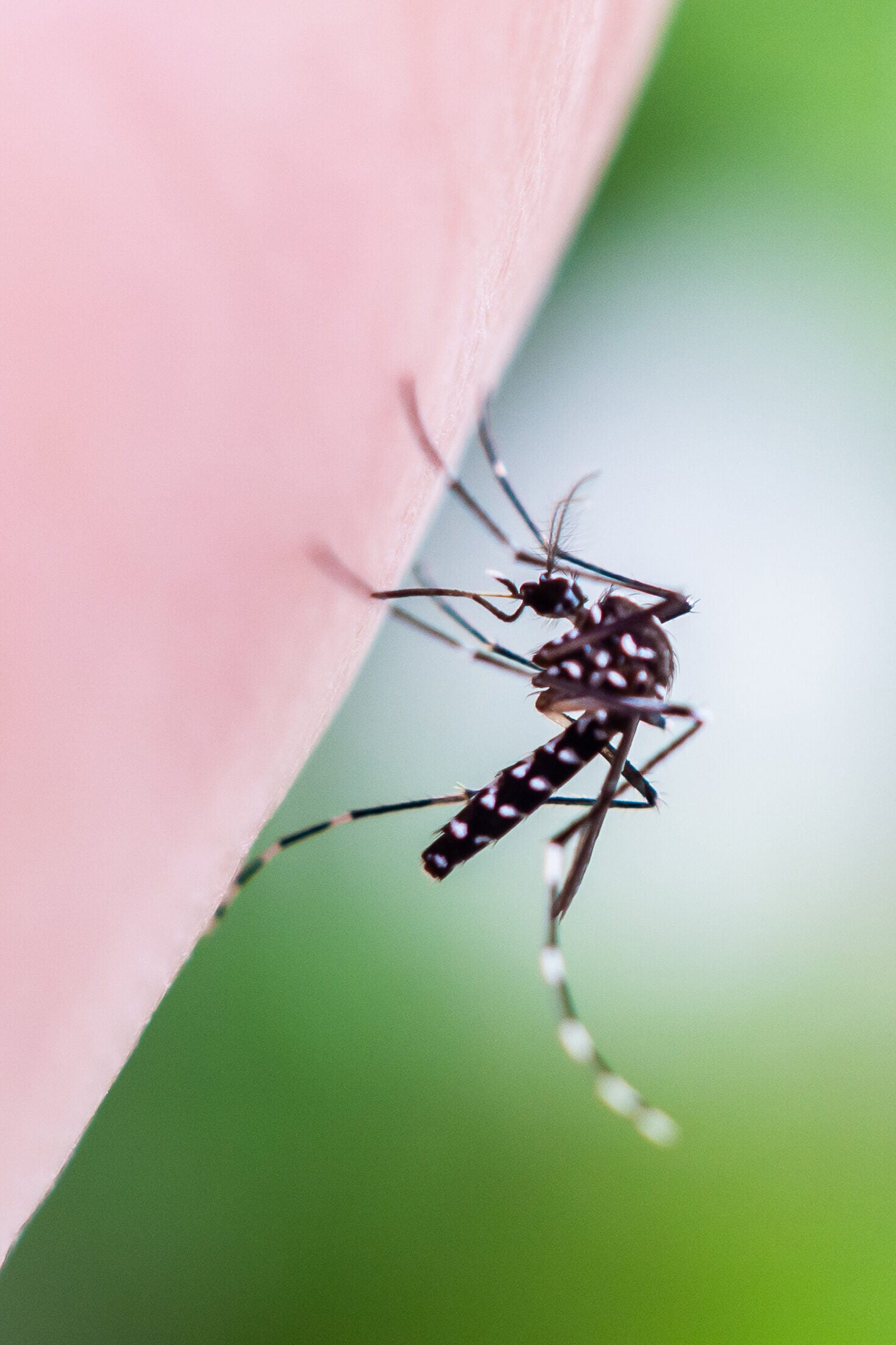 Aedes aegypti mosquitoes on human hand