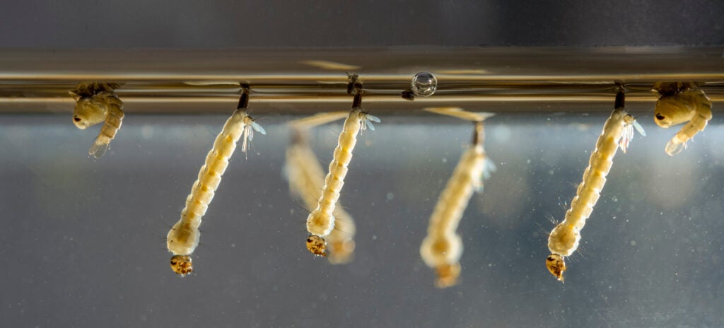 Mosquito larvae. Aedes aegypti mosquito larvae. Dengue fever, Chikungunya virus and Zika virus transmitter.