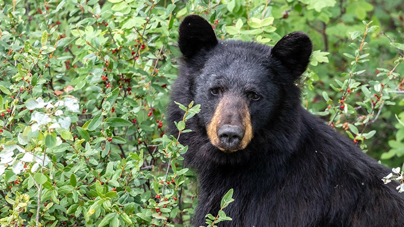 a black bear looking out from bushes