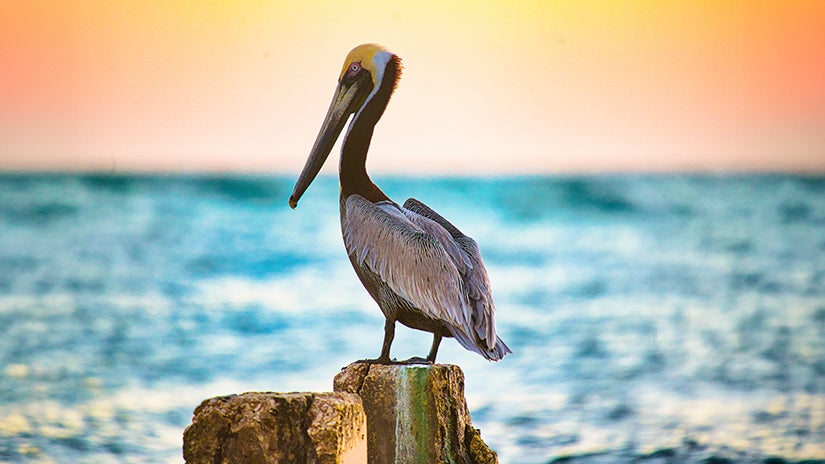 a brown pelican rests on a piling near the ocean