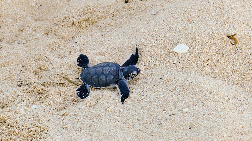 a baby sea turtle makes his way to the water